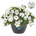 Afbeelding van HP27 o.kl. Calibrachoa White